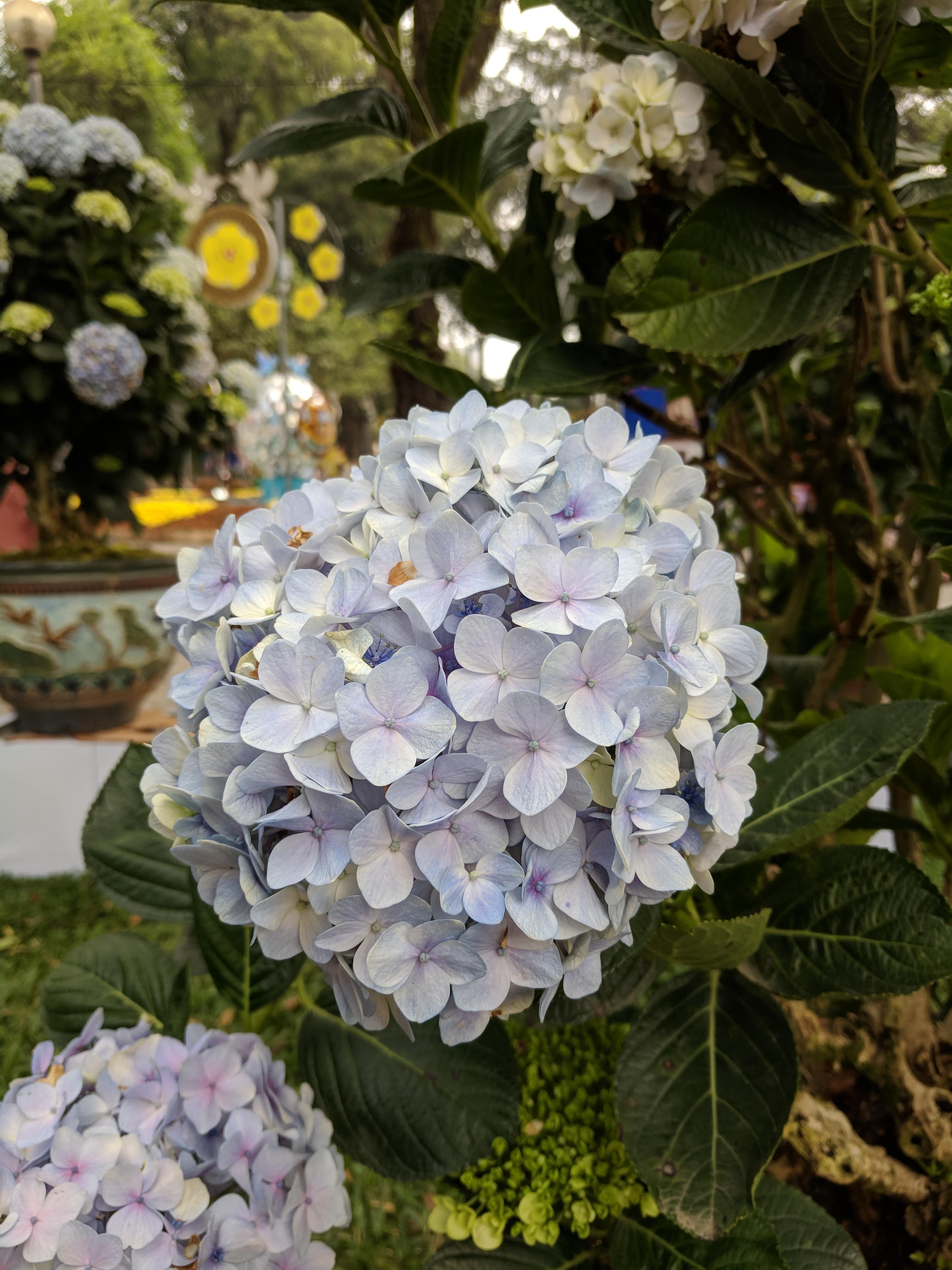 Hydrangea