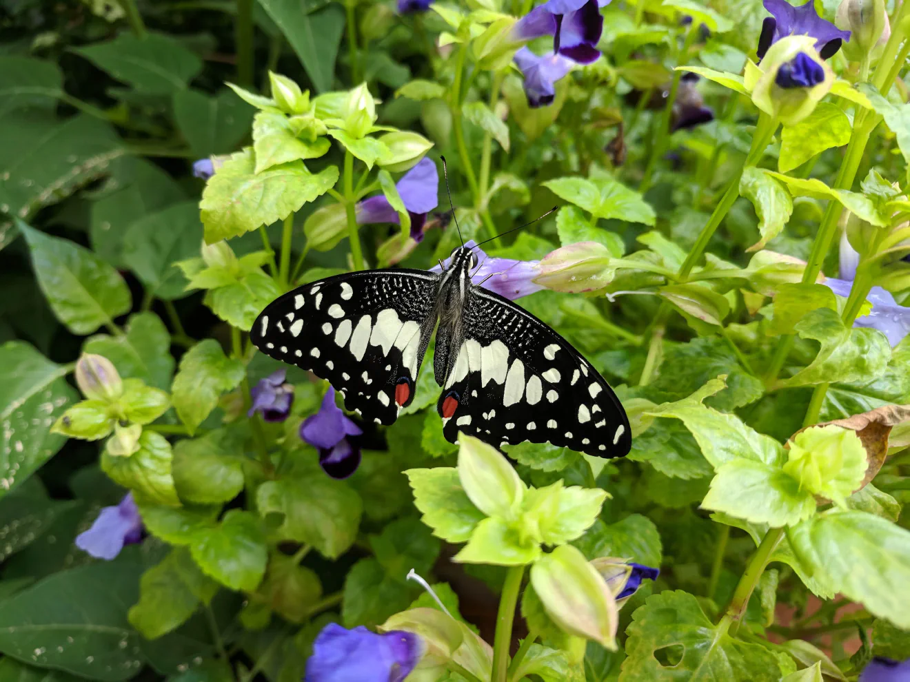 Butterfly